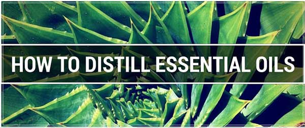 Distill Essential Oils With a Moonshine Still