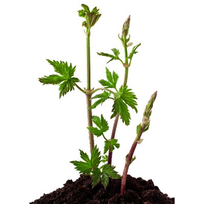 Hop-Rhizomes