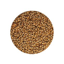 Floor Malted Maris Otter Malt - Crisp Malt