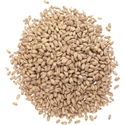Prairie- White Wheat Malt
